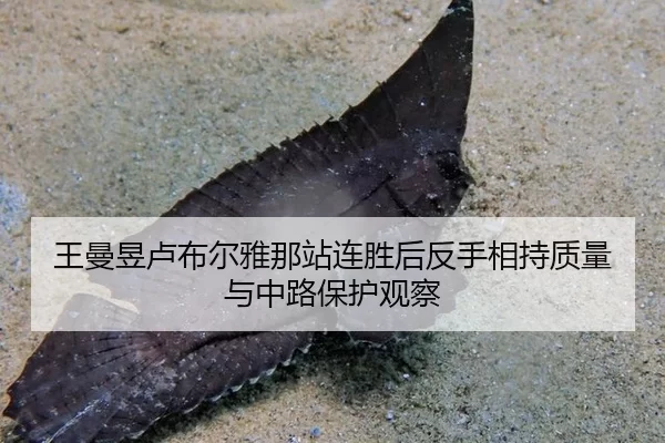 王曼昱卢布尔雅那站连胜后反手相持质量与中路保护观察